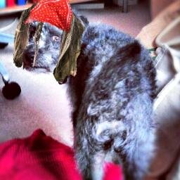 Gizmo (pawody)