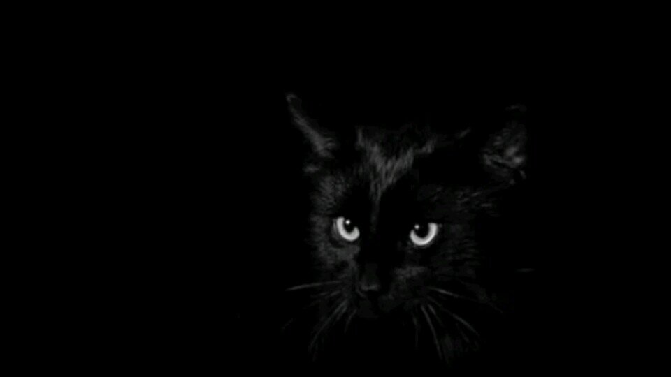 a black cat with blue eyes. (Clan: None) (Rank: Loner) (Mate: None) (Theme song: You belong with me) #Single Ill love to join a clan