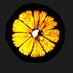 Zitrusfrucht (@zitroney_) Twitter profile photo