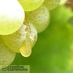 Monica Pisciella (@wineup) Twitter profile photo
