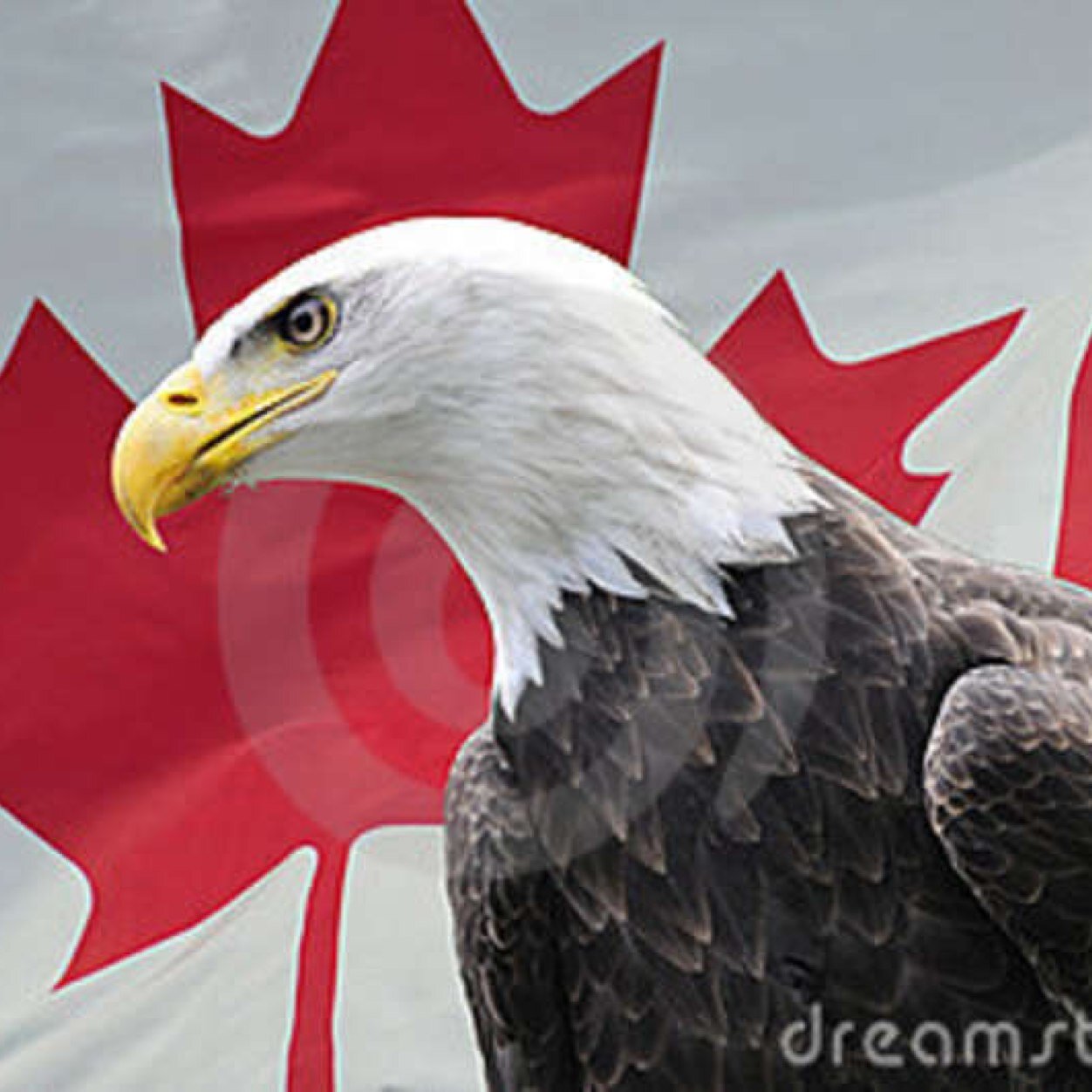 Habs! Team Canada! Fan of all hockey. Watch every game, every team possible.