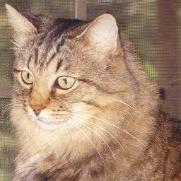 EverythinZen's profile picture. 