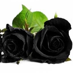 LuisMaBautista's profile picture. 