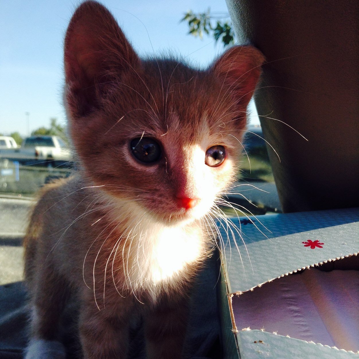 PeanutTheKitty's profile picture. meeeoooowwww