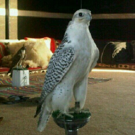 الهمه الهمه الهمه ... يانصر والموعد القمه

هي عادتك لاتخليها ... يهمك الفوز وتهمه