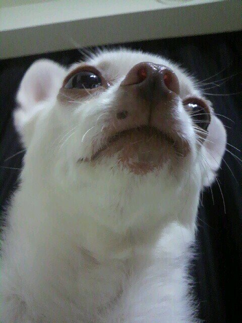 めったにつぶやきません。