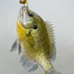 panfish9's profile picture. Retired.  Hobby - Fishing, of course, although I don't do as much as I would like to.