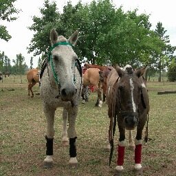 Polo2003F's profile picture. 