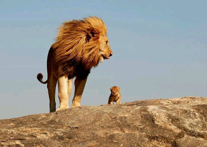 Lioncry8535's profile picture. Don't pass me,I ask.Son of the soil,brother of the nation,father of a family
