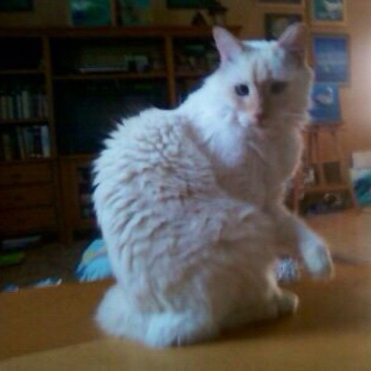 I am an attention starved, cross-eyes, white, Florida housecat that is on a mission to lay in the most inconvenient places. Follow this Cat.