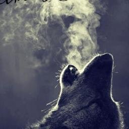 fuad537's profile picture. hemidli fuad