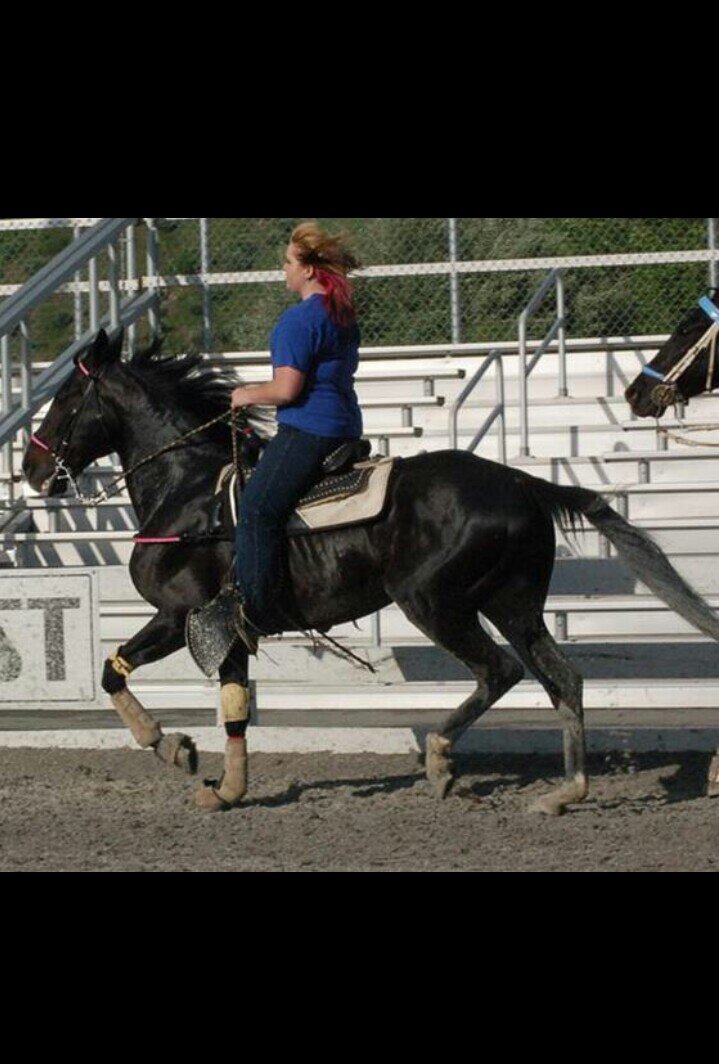 •Married •Standardbred Cowgirl → The Need for Speed, Pace On! •I love my horses (showing or trail riding) •anything outdoors makes me happy
