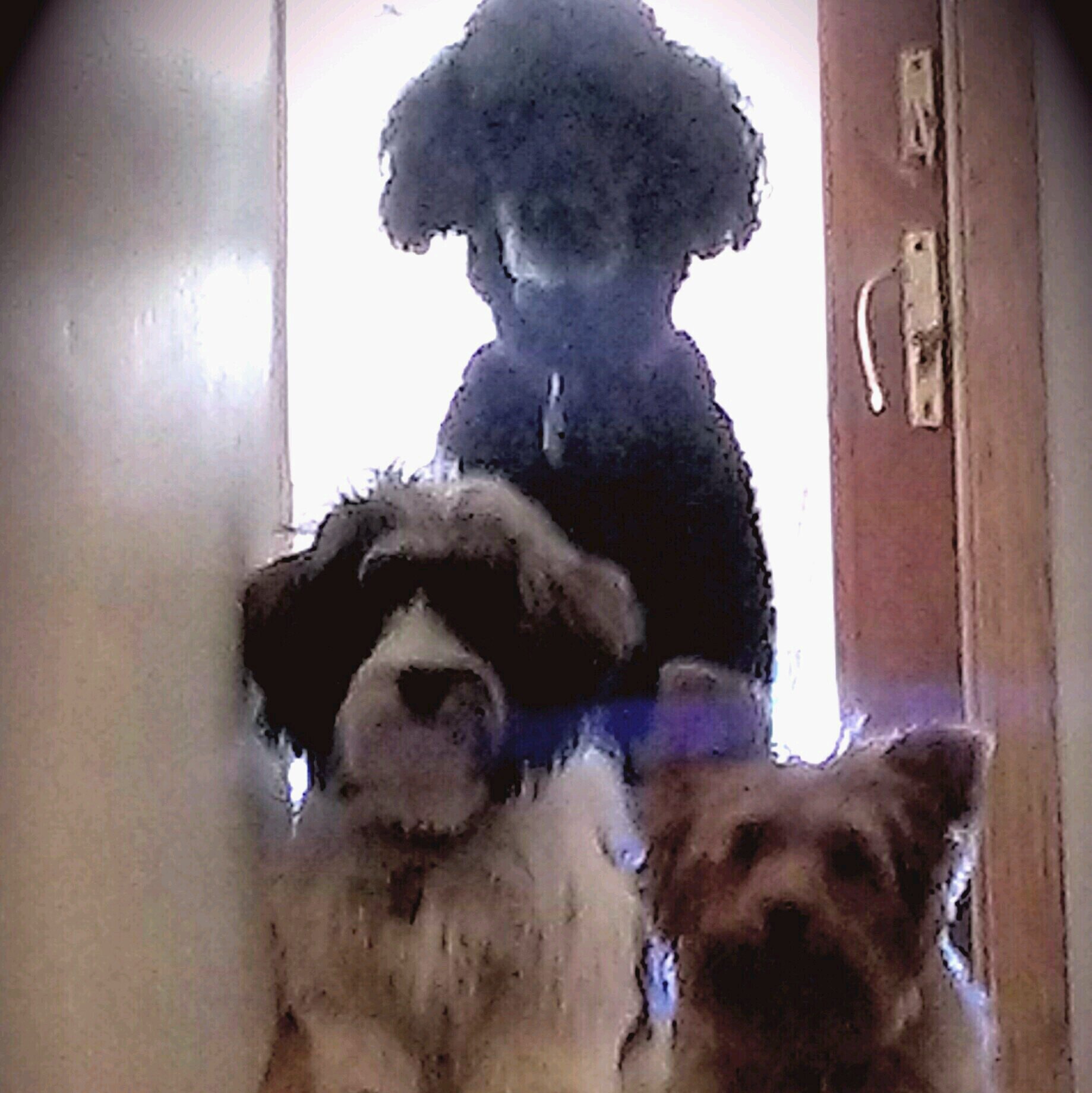 JordanSPoodle's profile picture. Rescued Standard Poodle, finally at Home with @woodysims, @knitterlover, 102-yr-old Grampa, Frankie and Chumlee. Kids visit sometimes...