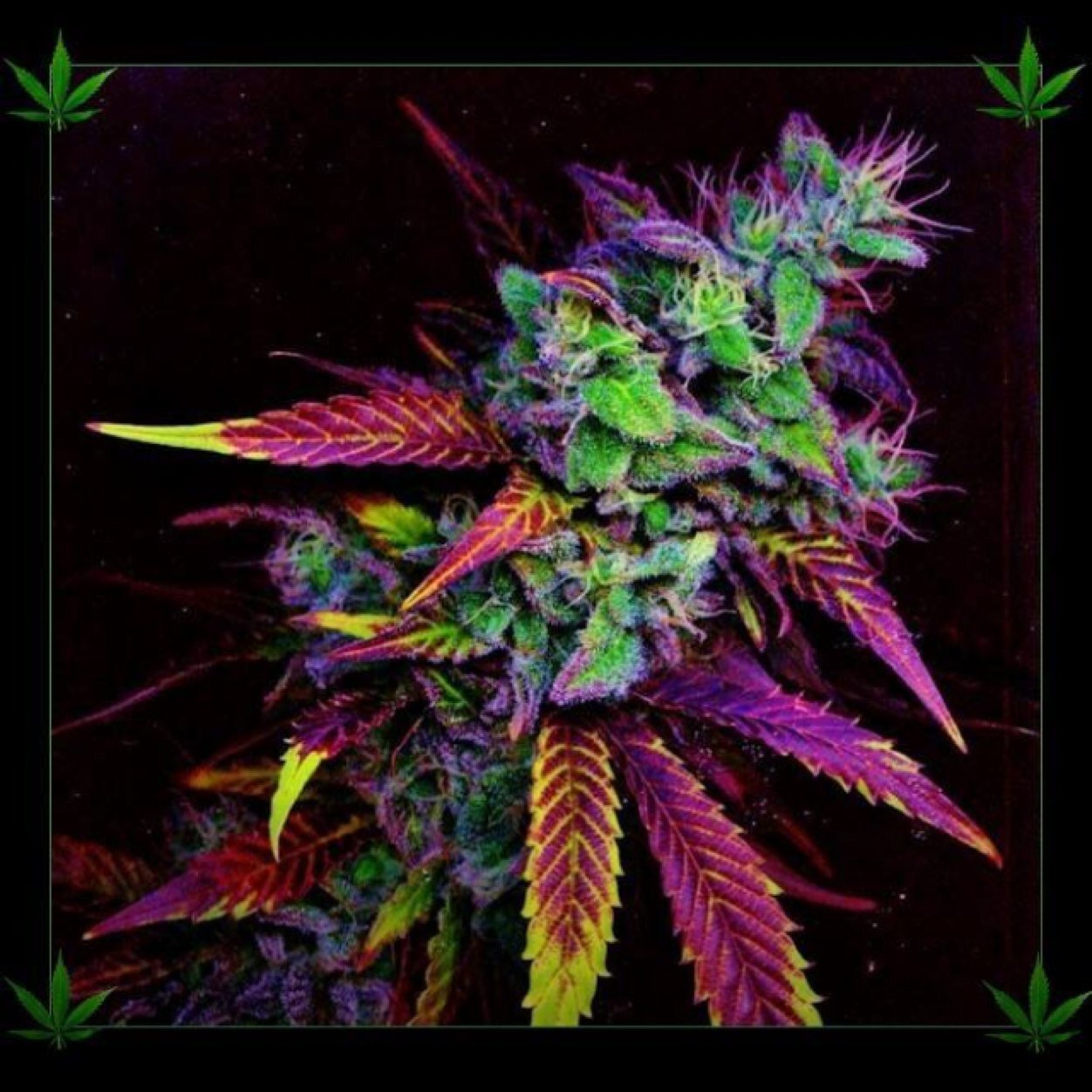 I am female so.. I love weed booz and partying hence the name. I will follow any one who follows me. My snapchat is KushLoveParty