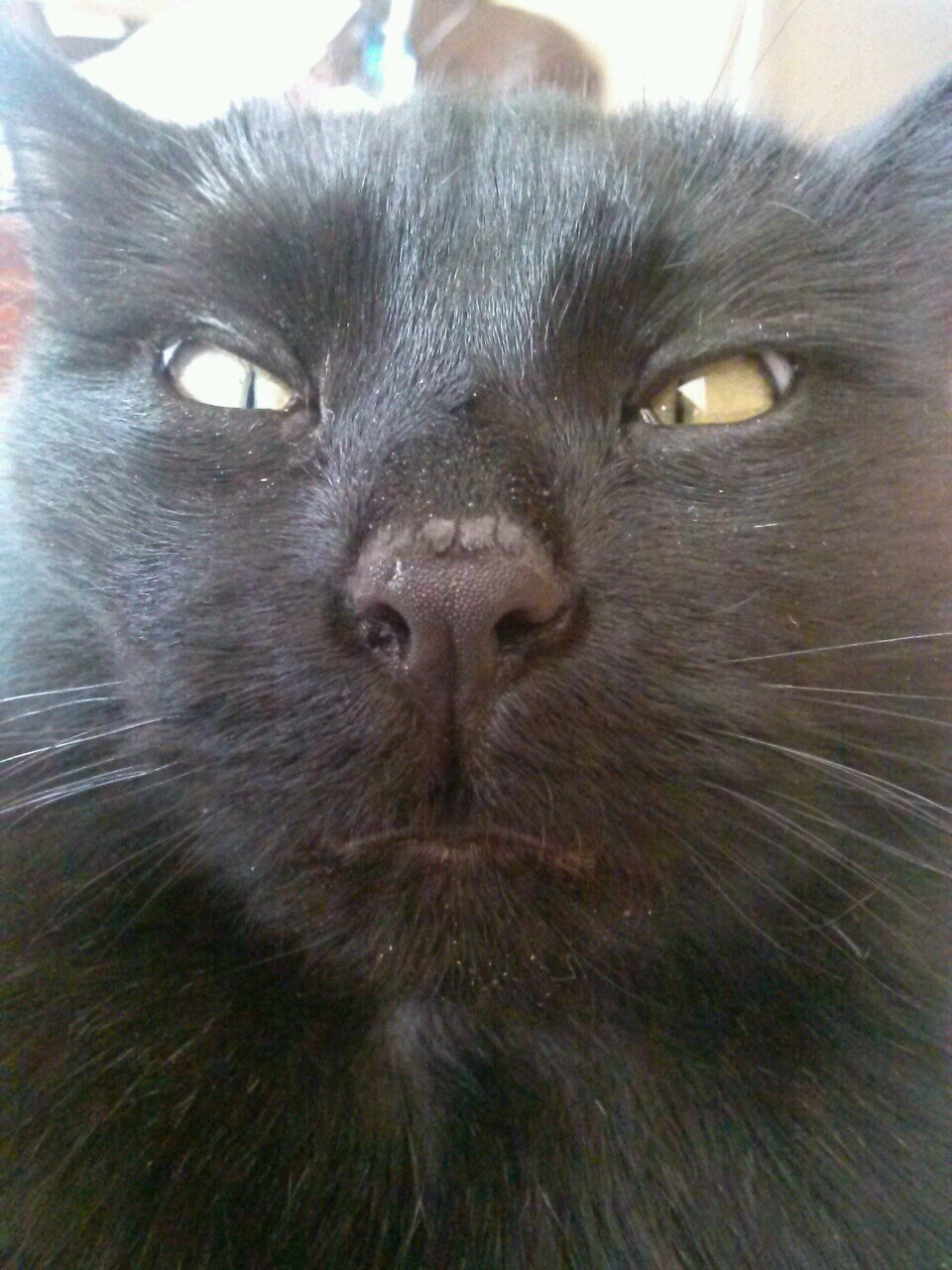 FigsTheCat's profile picture. Cat, mother of 2. Hate people. Trying this twitter thing. 3 years old. British