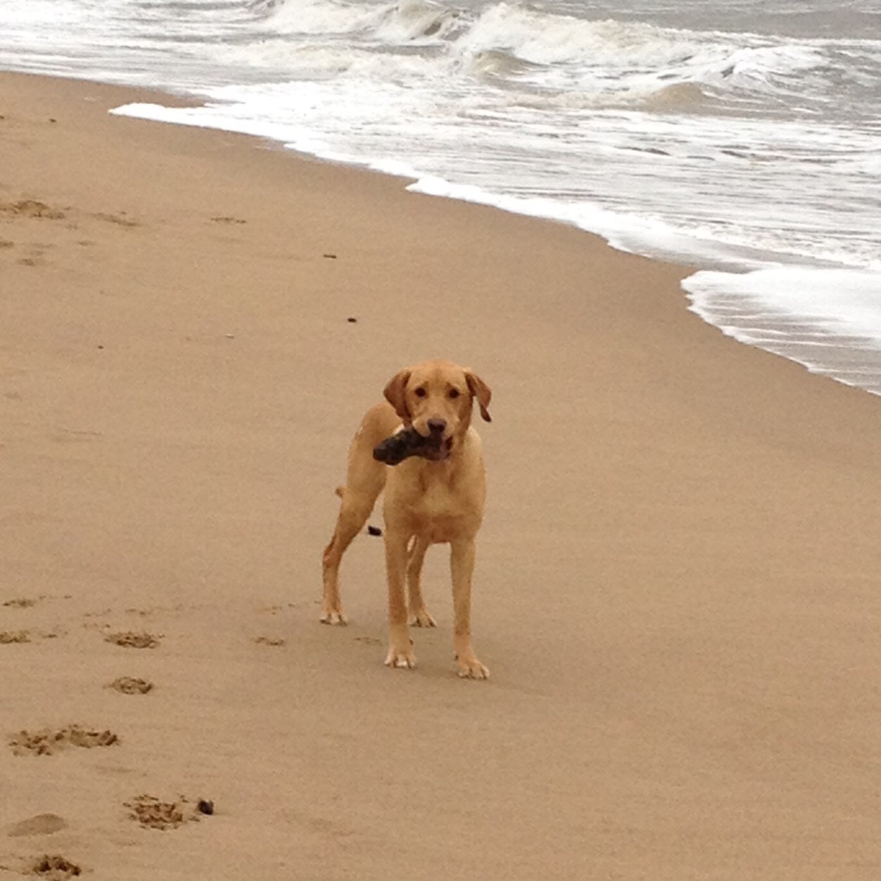 buckley_bond Profile Picture
