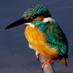 viper0f2a's profile picture. pentax大好き