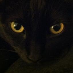 I am a working cat with two jobs! A therapy cat-I go to a nursing home and a school. I get SERIOUS compensation.