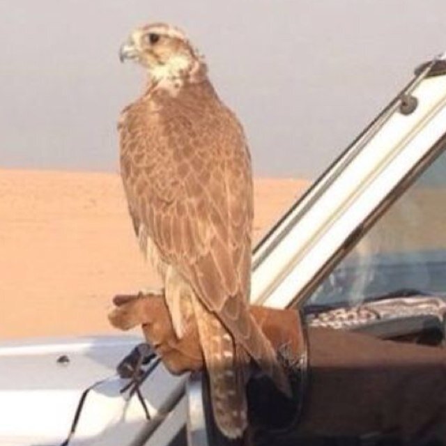 حساب لنشر اجمل الابيات ......