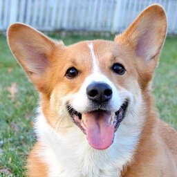 I'm a Pembroke Welsh Corgi with short legs, a small tail and a BIG personality! I love playing fetch and my baby sister is a hamster.