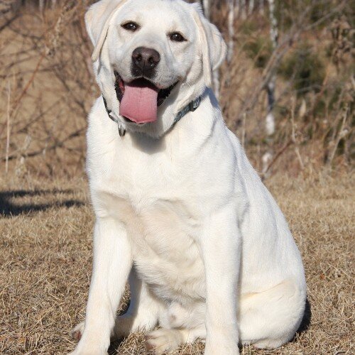 Leonarl94113120's profile picture. 