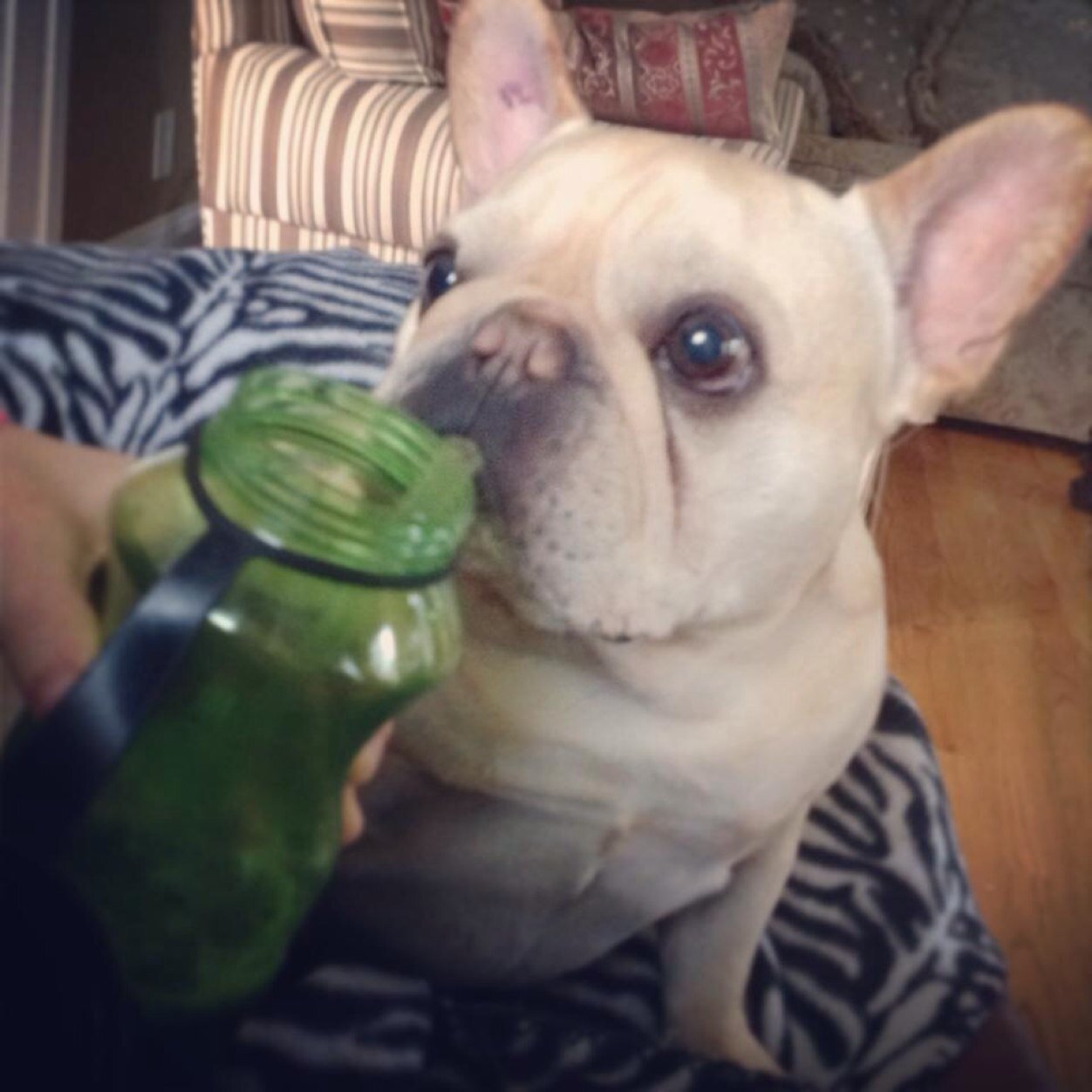 iSmellHotdogs's profile picture. I love cheese and my mom's green juice. I'm a #Frenchbulldog .. The proud owner of @tracejustice & @twiddledout @juicing4dummies