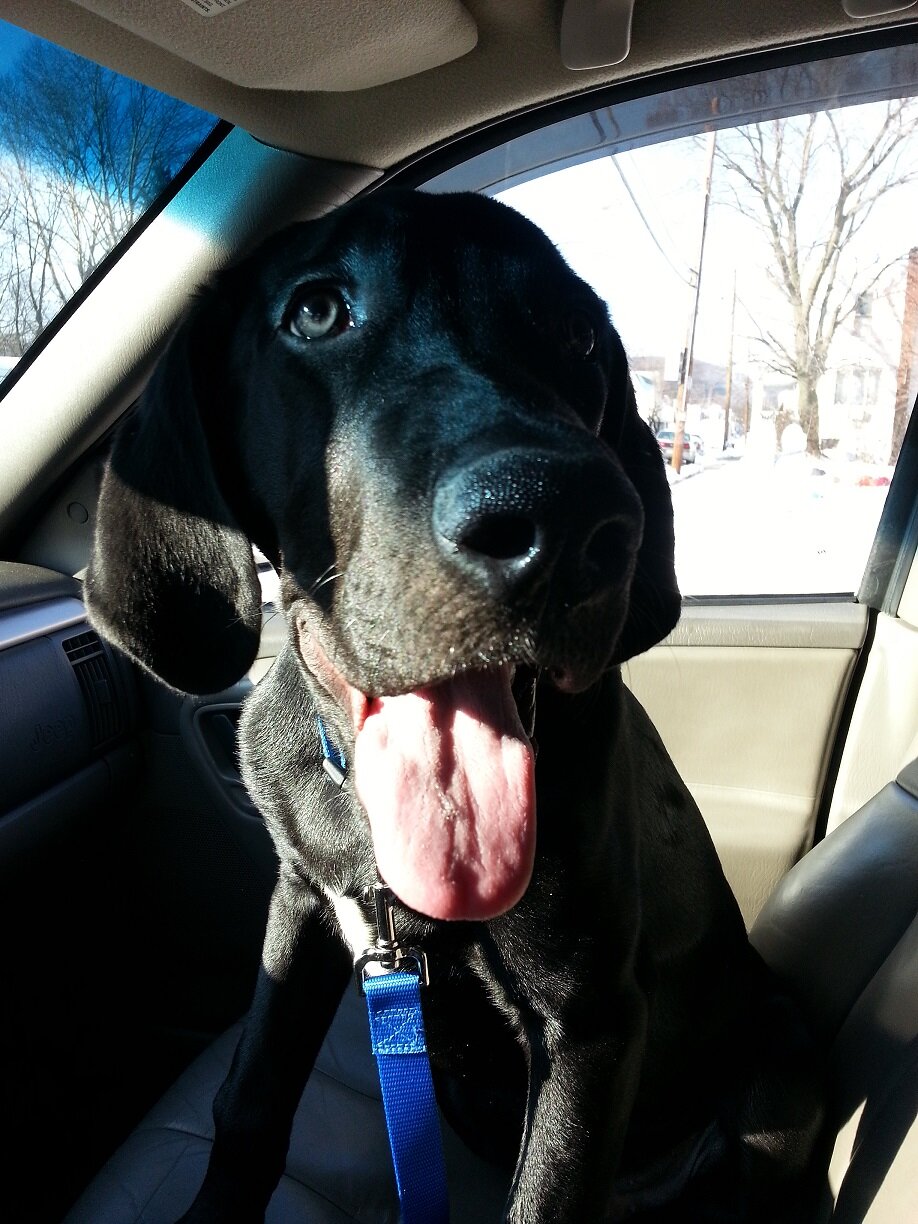 I'm a 5 year old LabraDane who loves to play fetch, run, swim and watch sports! Being the only boy has it's advantages! Come enjoy life thru my doggie eyes!