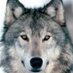 Marianne (@timberwolves143) Twitter profile photo Marianne (@timberwolves143) Twitter profile photo