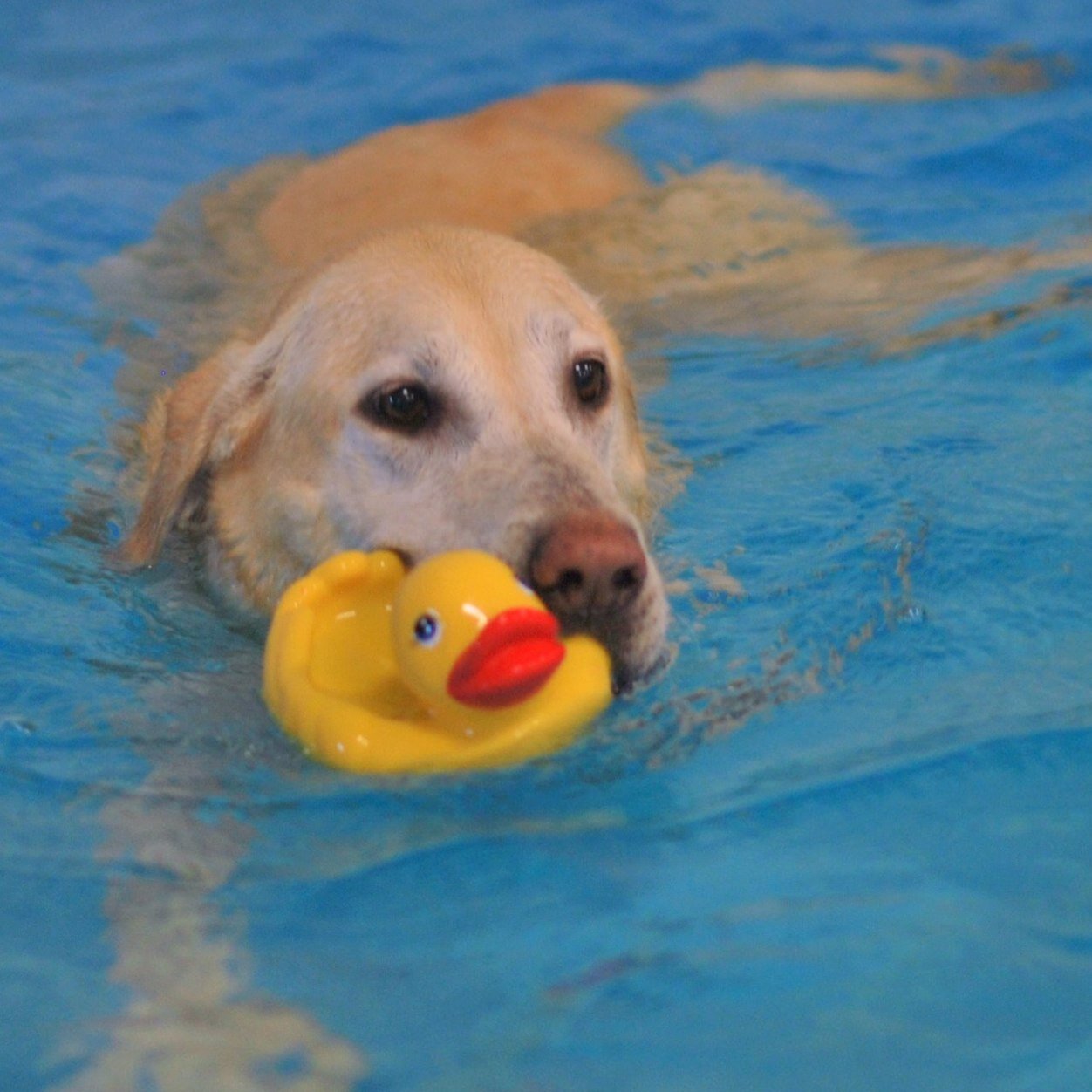 Most likely in a pool