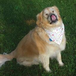 MaggyViamede's profile picture. On Saturday, January 25th, we said goodbye to our beloved Maggy, but we will always remember her sweet and loving nature.