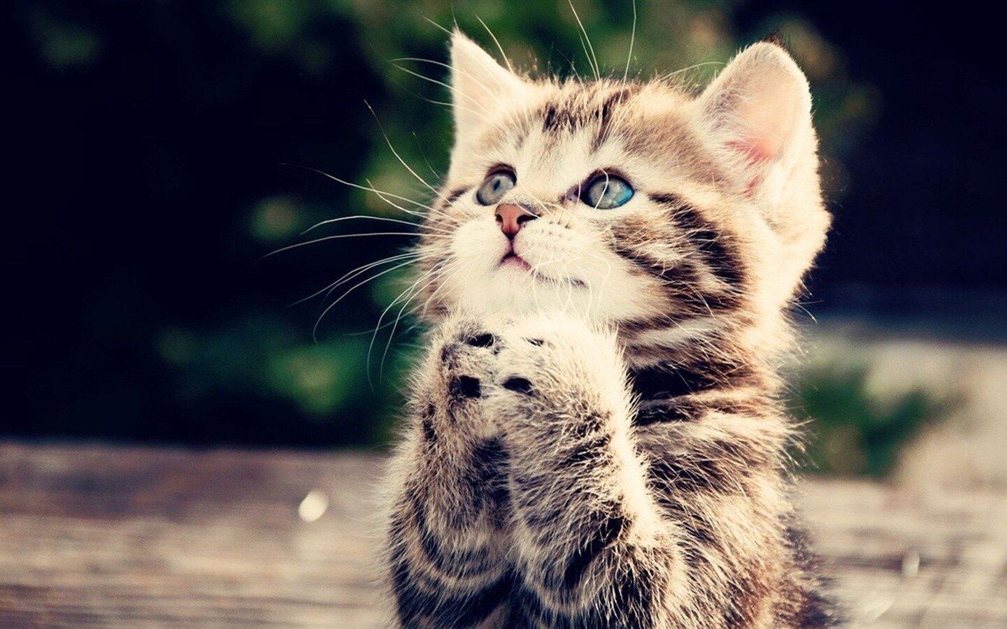 cute kits! :D