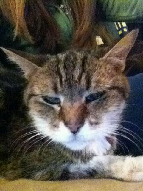 SonyTheCat's profile picture. 