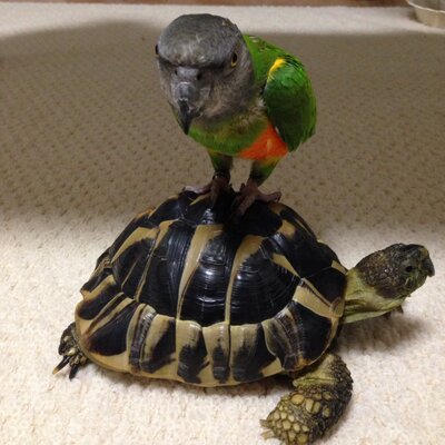 おぐおぐ on Twitter