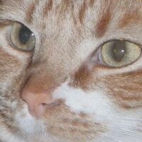 Hobbes The Cat(@meowinghobbes) 's Twitter Profile Photo