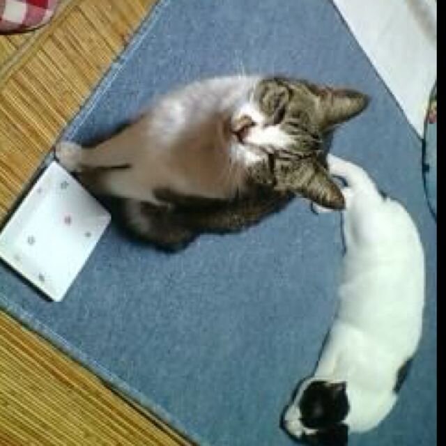 rikky02153110's profile picture. 広島出身で妻と子供と4人暮らししてます。 広島カープ応援しています。 鉄道や洗車、革靴、猫も好きです。ツィッター初心者です。宜しくお願いします。