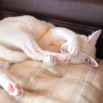 うな猫