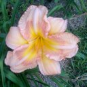 Carol Yon - @yon_carol - Twitter