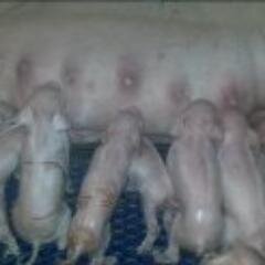 Willywolfkamp's profile picture. 