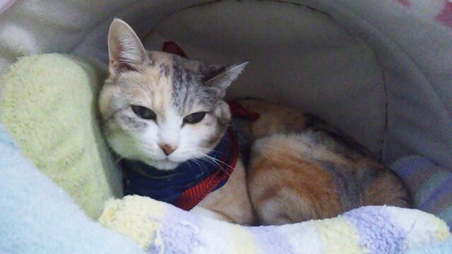 社内SEもどきです。リフォローもリプもしたりしなかったりですが、TLで見かけたら声かけてやってみてください TLの向こうで涙流して喜びますんで（・　∀　・）ﾉｼ　猫スキー（アイコンの飼猫は20140404、18歳9ヶ月で虹の橋へ） Fav:田中芳樹・石田ショーキチ・幕末（歴史全般）・高山しのぶ・緑川ゆき　最近ワートリ