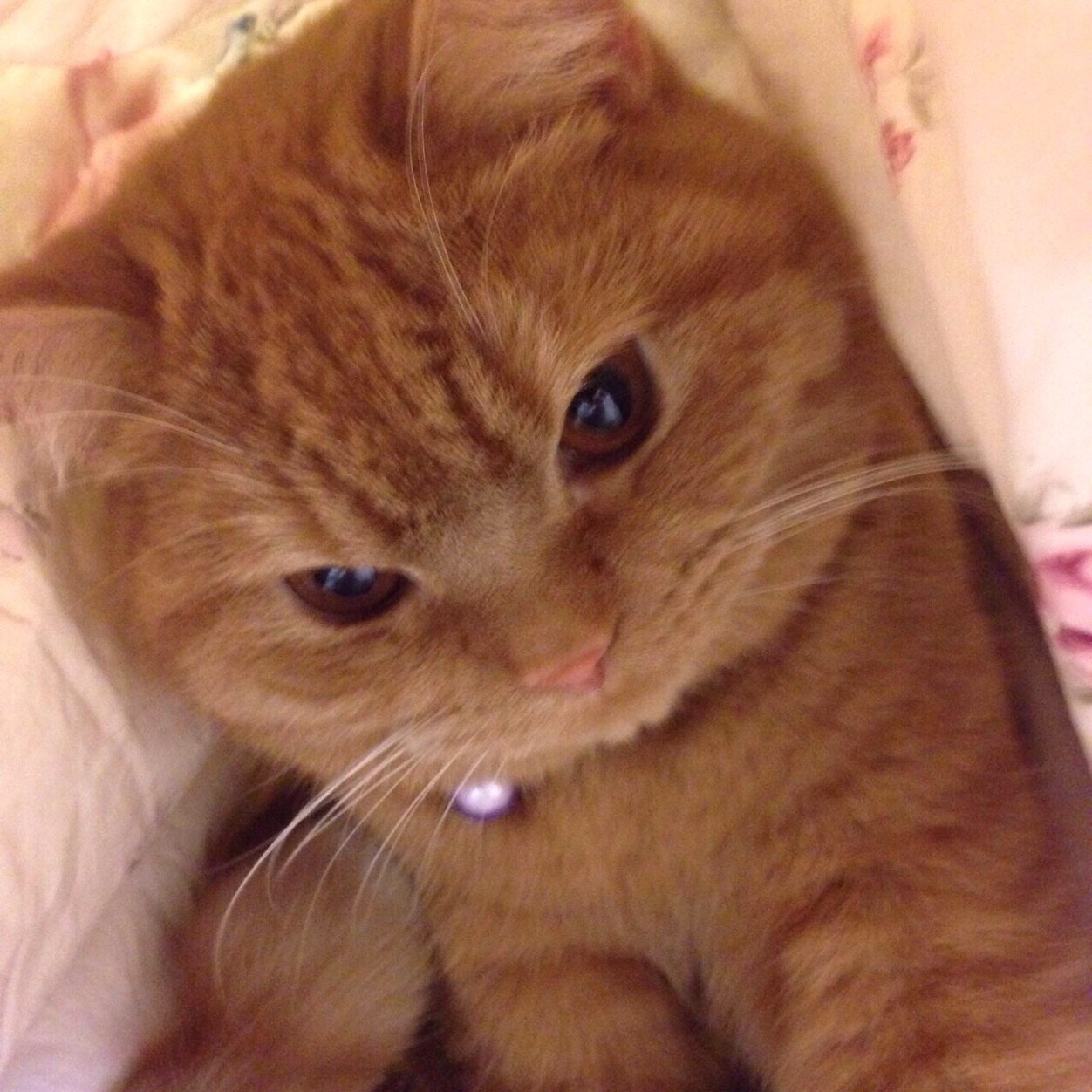 daisukikouchan0's profile picture. 四人家族で、私以外の主人、息子、娘がADHDです。私はうつ歴6年目に突入しました。随分快復してきています。
いつもダイエット中のお洋服大好き、ドライブ大好きなおばさんです。
アレンとジルと云う、すご〜く可愛いネコさんも同居してます。