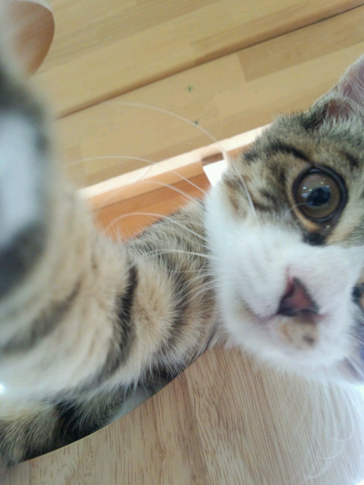 rutaro0731kisei's profile picture. アイコンとか描いてくださったら最高です！大募集してます！！