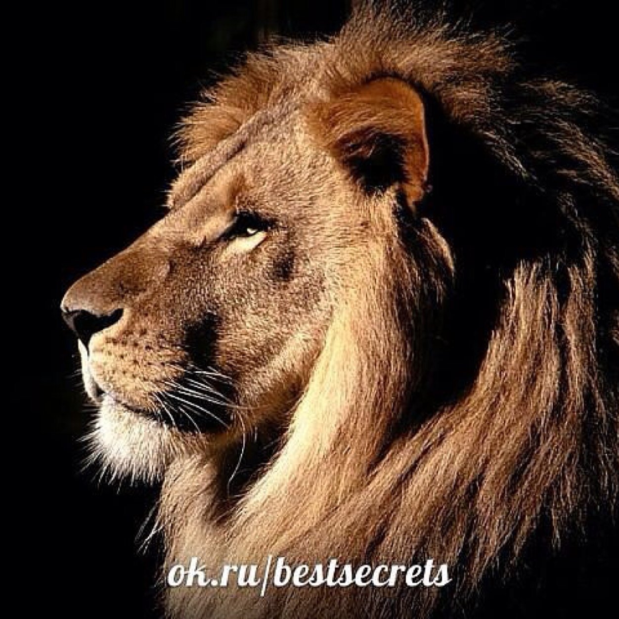 irkutsk75's profile picture. 