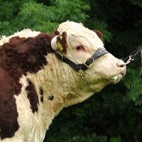 Kilsunny Herd(@Kilsunny_Herd) 's Twitter Profile Photo Kilsunny Herd(@Kilsunny_Herd) 's Twitter Profile Photo