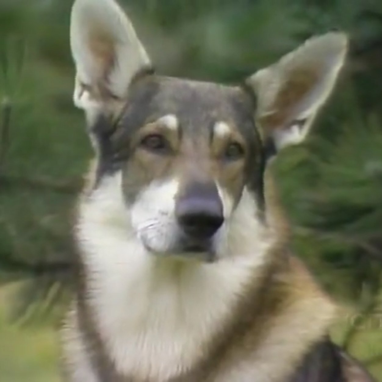 LITTLEST HOBO littlest hobo: