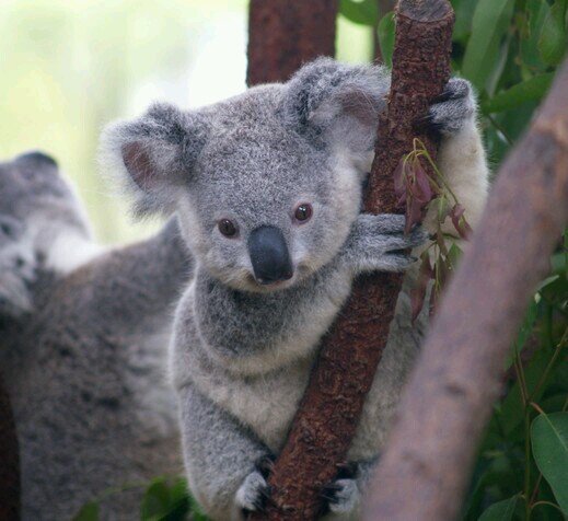 Cats, koalas and cognitive dissonance. soy mas cabrona que bonita... y mira que soy muy bonita