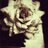 lily_rose_smile's profile image