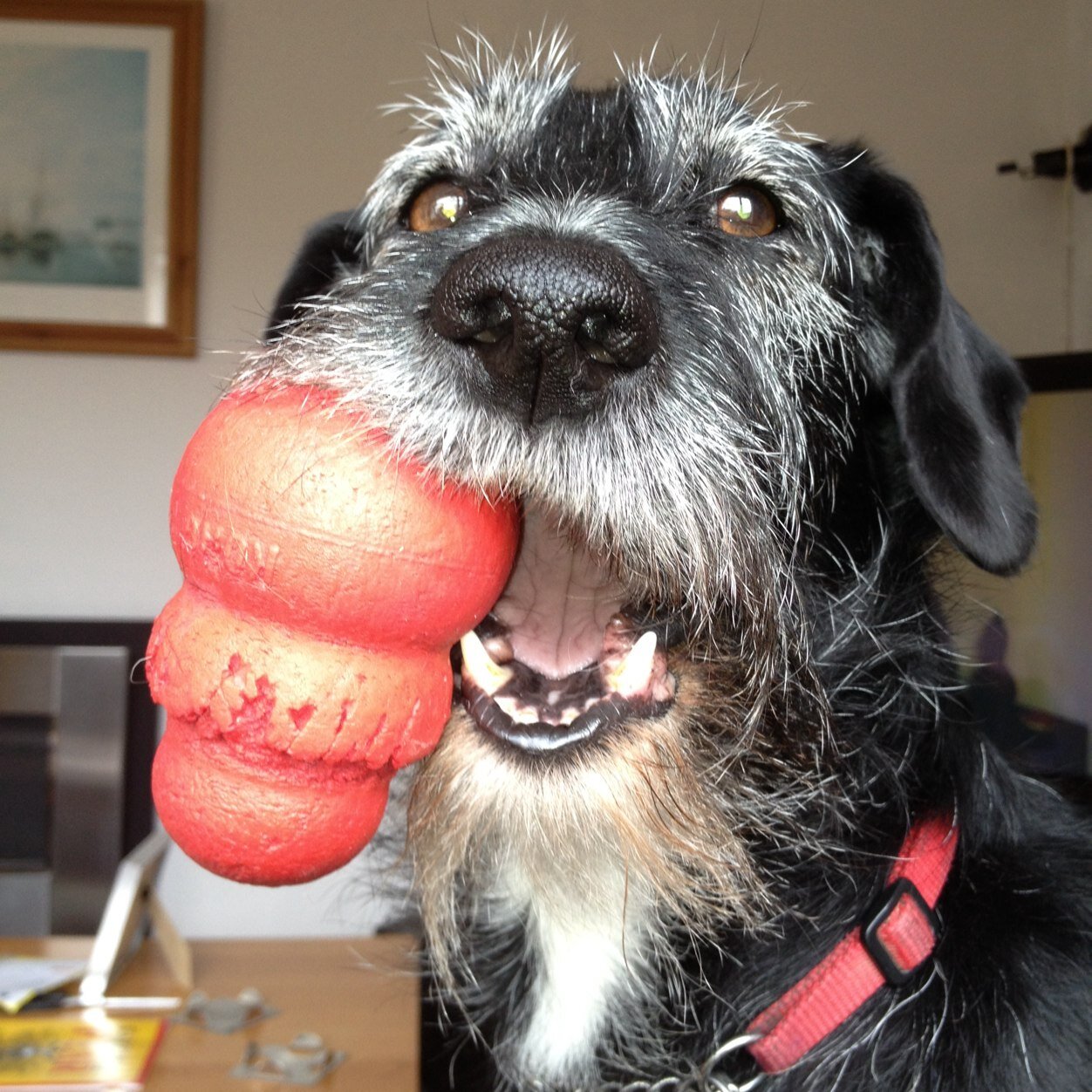 Little black dog who loved chasing birdies and balls, going for long walks and swimming in rivers and smelly old ponds. Went OTRB 22 Dec 2014