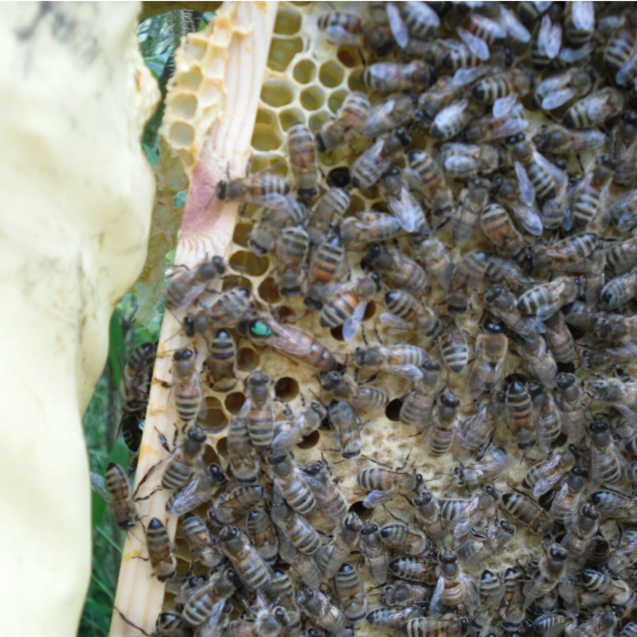 Supplier of quality honeybees and bee nuclei based in Suffolk. We also provide online training worldwide, and bespoke beekeeping courses as required.