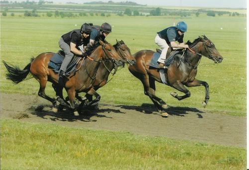 Racehorse Trainer /
Bloodstock Consultant