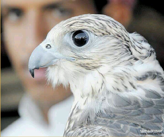 ‏‏/me اگـہْ͟۔ـتفَاء جمہْ͟۔ـيل وٌ رآقہْ͟۔ـي .. ✧⋆      دِأِرُ جِأُبُرْ ❤ شَأْξرِرِ ✏رِوْمْنَ๛يْ≠ღ〗►
